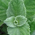 Plectranthus argenteus 'Silver Crest' feuille